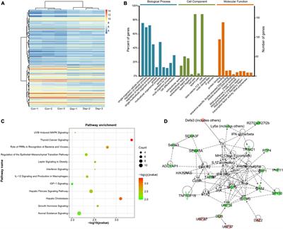 Integrative Analysis of Long Non-coding RNAs, Messenger RNAs, and MicroRNAs Indicates the Neurodevelopmental Dysfunction in the Hippocampus of Gut Microbiota-Dysbiosis Mice